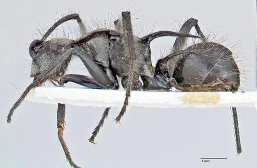 Polyrhachis caulomma - FOCOL2609