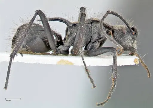 Polyrhachis caulomma - FOCOL2609