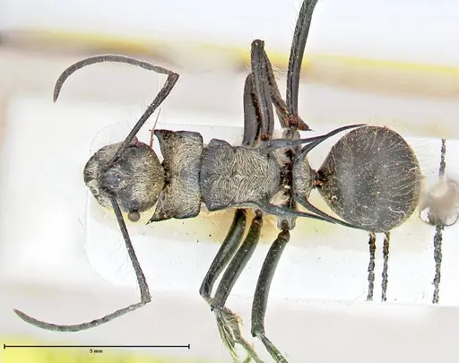 Polyrhachis caulomma - FOCOL2610