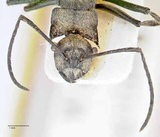 Polyrhachis caulomma - FOCOL2610