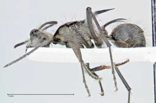 Polyrhachis caulomma - FOCOL2610