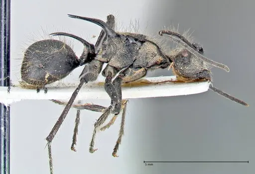 Polyrhachis caulomma - FOCOL2610