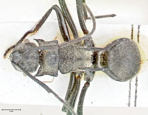 Polyrhachis caulomma - FOCOL2611