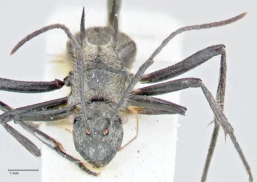 Polyrhachis caulomma - FOCOL2611