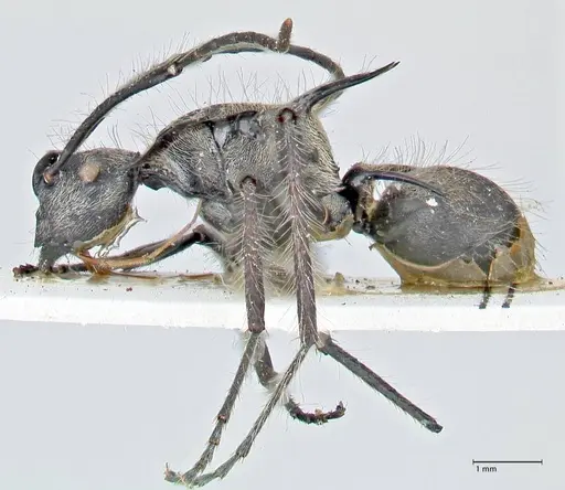 Polyrhachis caulomma - FOCOL2611
