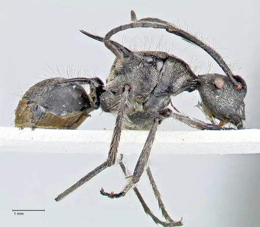 Polyrhachis caulomma - FOCOL2611