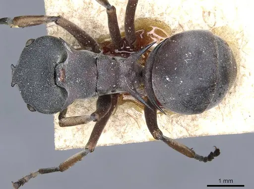 Polyrhachis cephalotes specimen