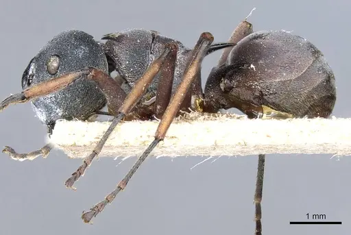 Polyrhachis cephalotes specimen