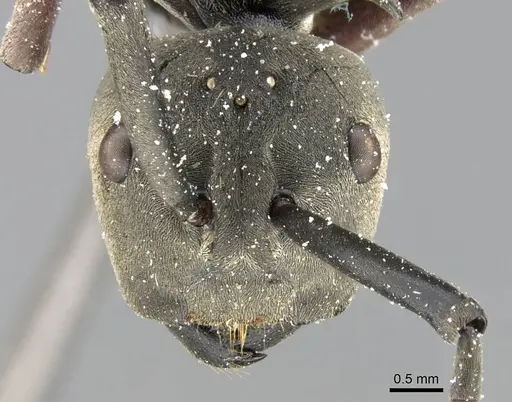 Polyrhachis cephalotes - CASENT0906779