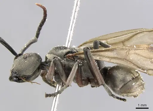 Polyrhachis cephalotes - CASENT0906779