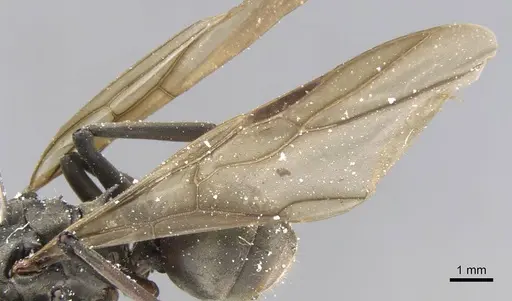 Polyrhachis cephalotes - CASENT0906779