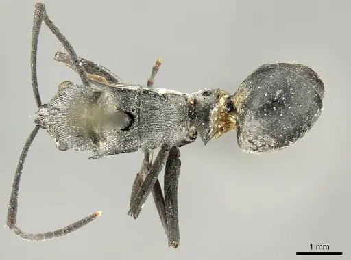 Polyrhachis ceramensis specimen