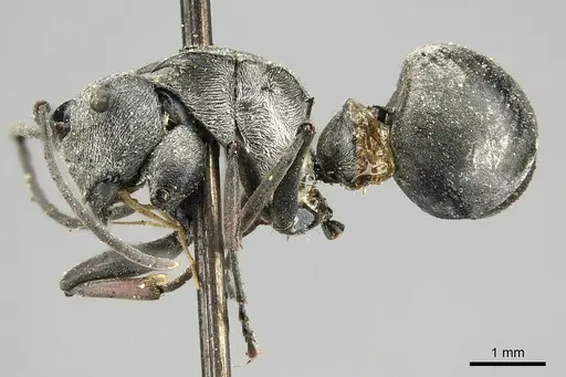 Polyrhachis ceramensis specimen