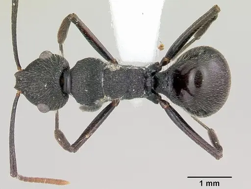 Polyrhachis chaita specimen