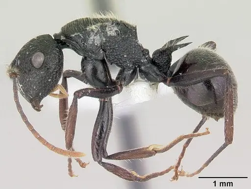 Polyrhachis chaita specimen