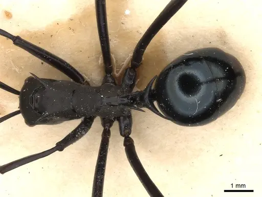 Polyrhachis chalybea specimen