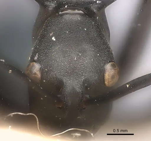 Polyrhachis chalybea specimen