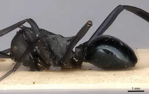 Polyrhachis chalybea specimen