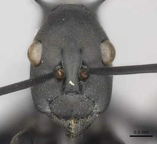 Polyrhachis chalybea - CASENT0217806