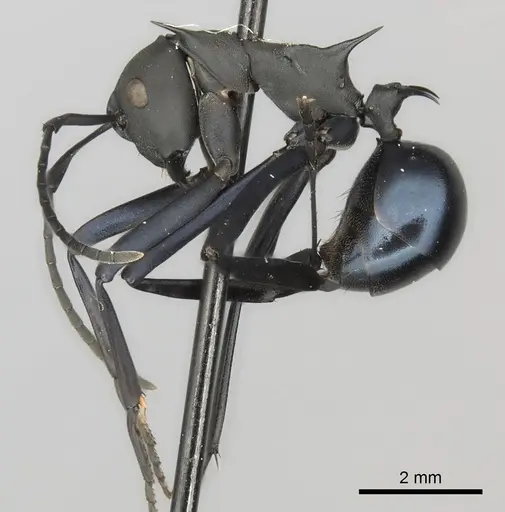 Polyrhachis chalybea - CASENT0217806