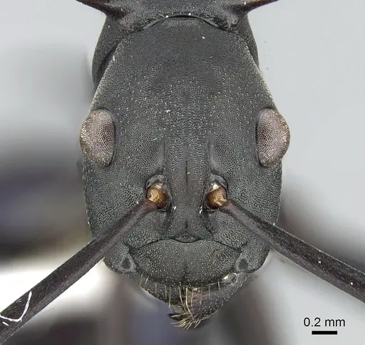 Polyrhachis chalybea - CASENT0281397