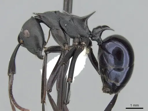 Polyrhachis chalybea - CASENT0281397