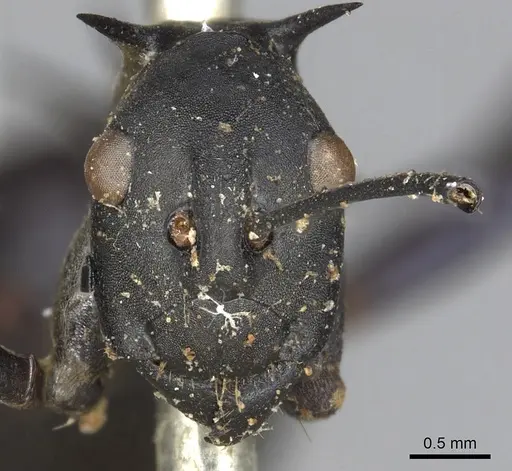 Polyrhachis chalybea - CASENT0901850