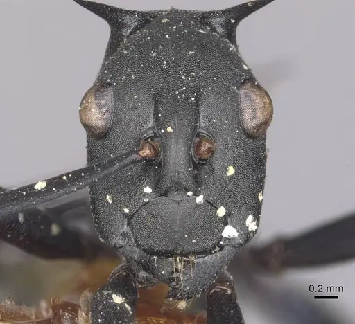 Polyrhachis chalybea - CASENT0910876