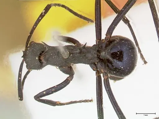 Polyrhachis chalybea - FOCOL0574