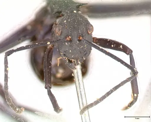 Polyrhachis chalybea - FOCOL0574