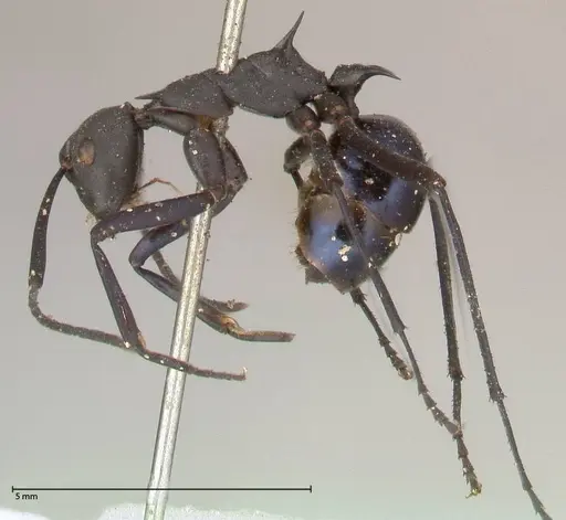 Polyrhachis chalybea - FOCOL0574