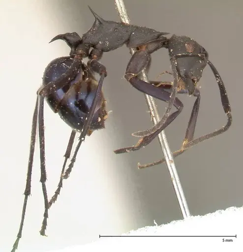 Polyrhachis chalybea - FOCOL0574