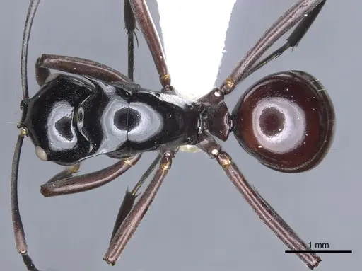 Polyrhachis chapmani specimen