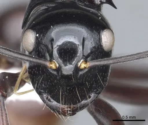 Polyrhachis chapmani specimen