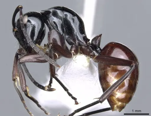 Polyrhachis chapmani specimen
