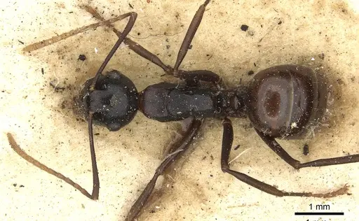 Polyrhachis charaxa specimen