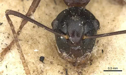 Polyrhachis charaxa specimen