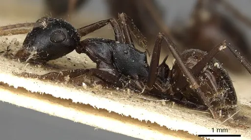 Polyrhachis charaxa specimen