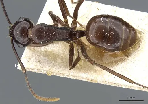 Polyrhachis chartifex specimen