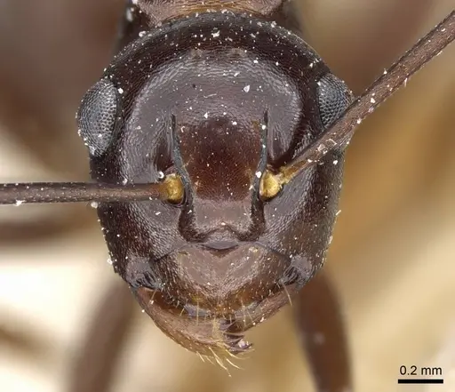 Polyrhachis chartifex specimen