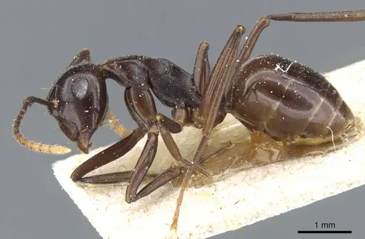 Polyrhachis chartifex specimen