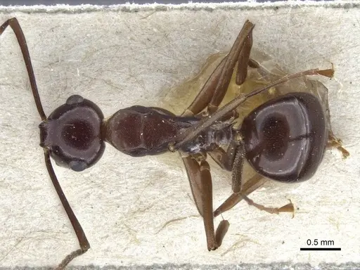 Polyrhachis chartifex - CASENT0916638
