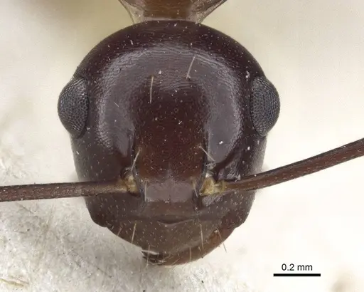 Polyrhachis chartifex - CASENT0916638