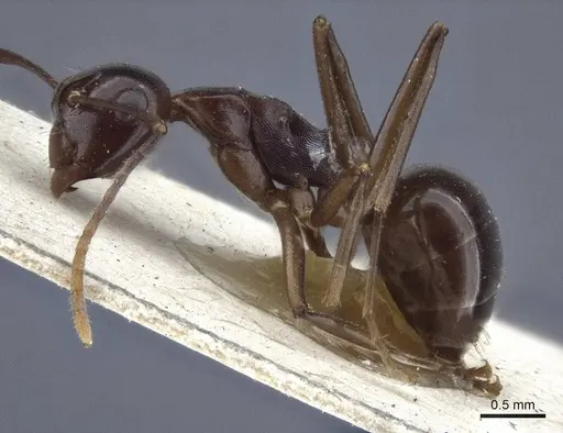 Polyrhachis chartifex - CASENT0916638