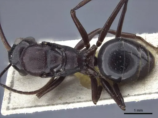 Polyrhachis chartifex - CASENT0916639