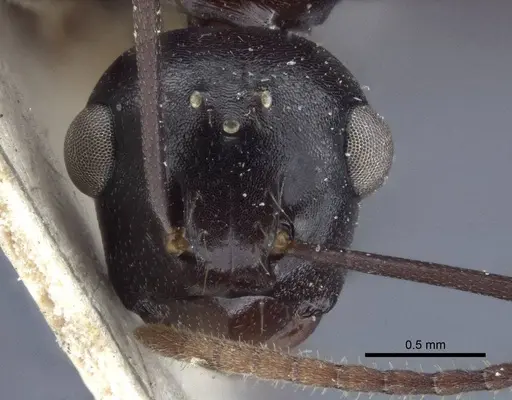 Polyrhachis chartifex - CASENT0916639