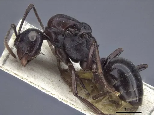 Polyrhachis chartifex - CASENT0916639