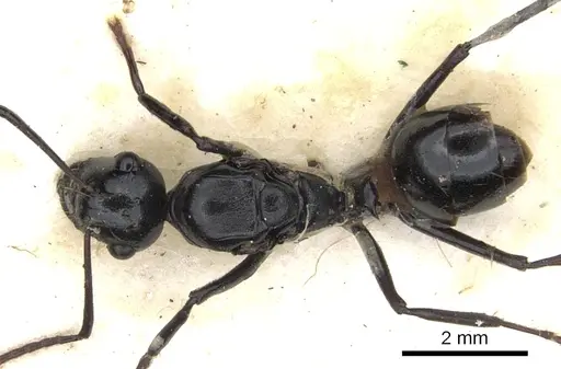 Polyrhachis cheesmanae specimen