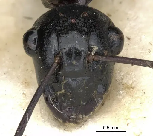 Polyrhachis cheesmanae specimen