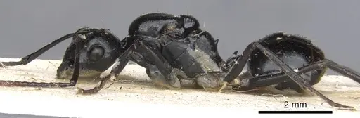 Polyrhachis cheesmanae specimen